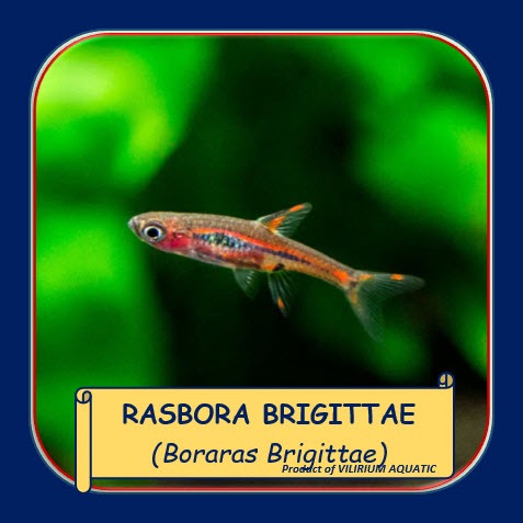 Jual IKAN HIAS AIR TAWAR - RASBORA BRIGITTAE / BORARAS BRIGITTAE ...