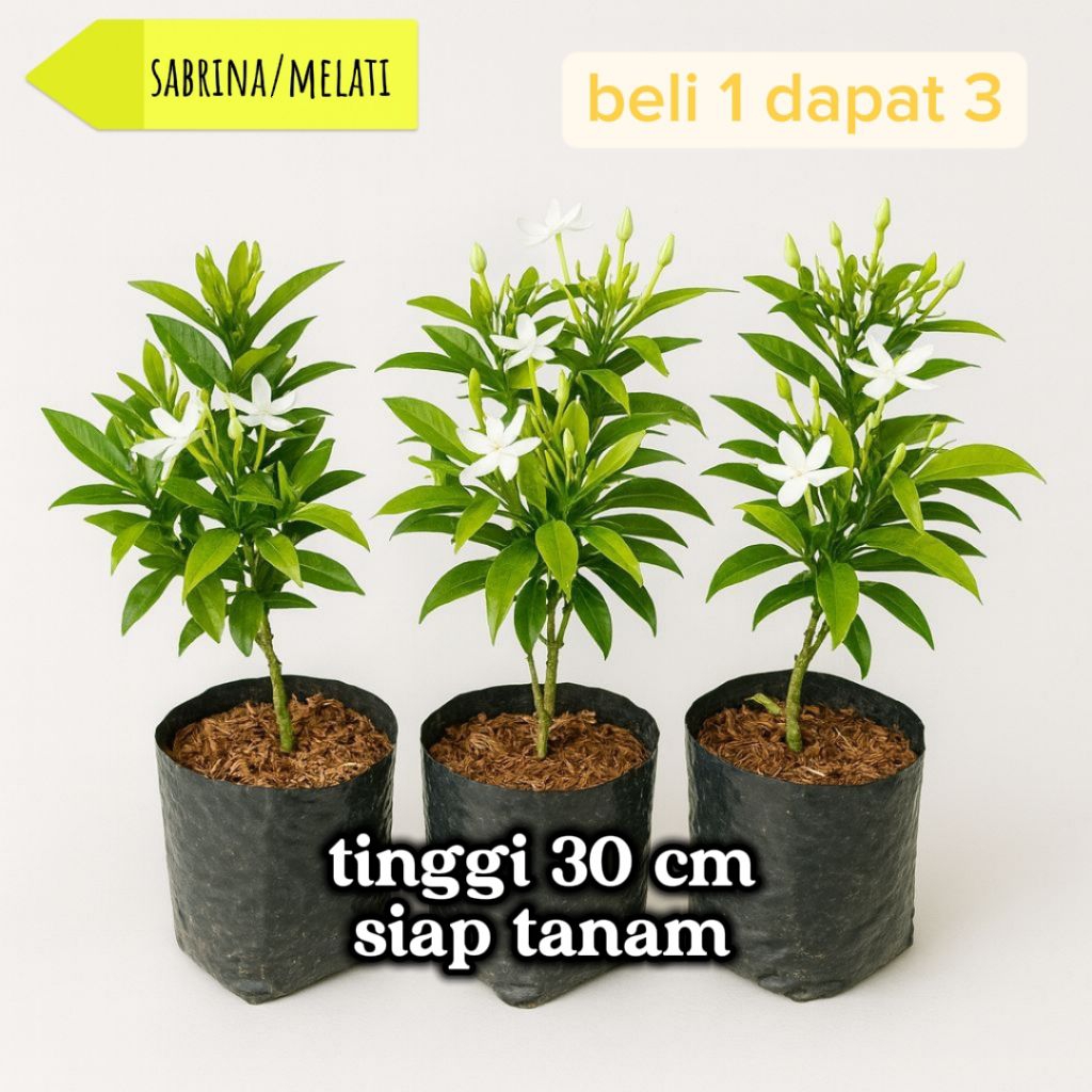 Jual sabrina/melati/rombusa paket dapat 3 batang | Shopee Indonesia