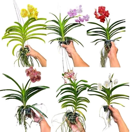 Jual Anggrek Surabaya