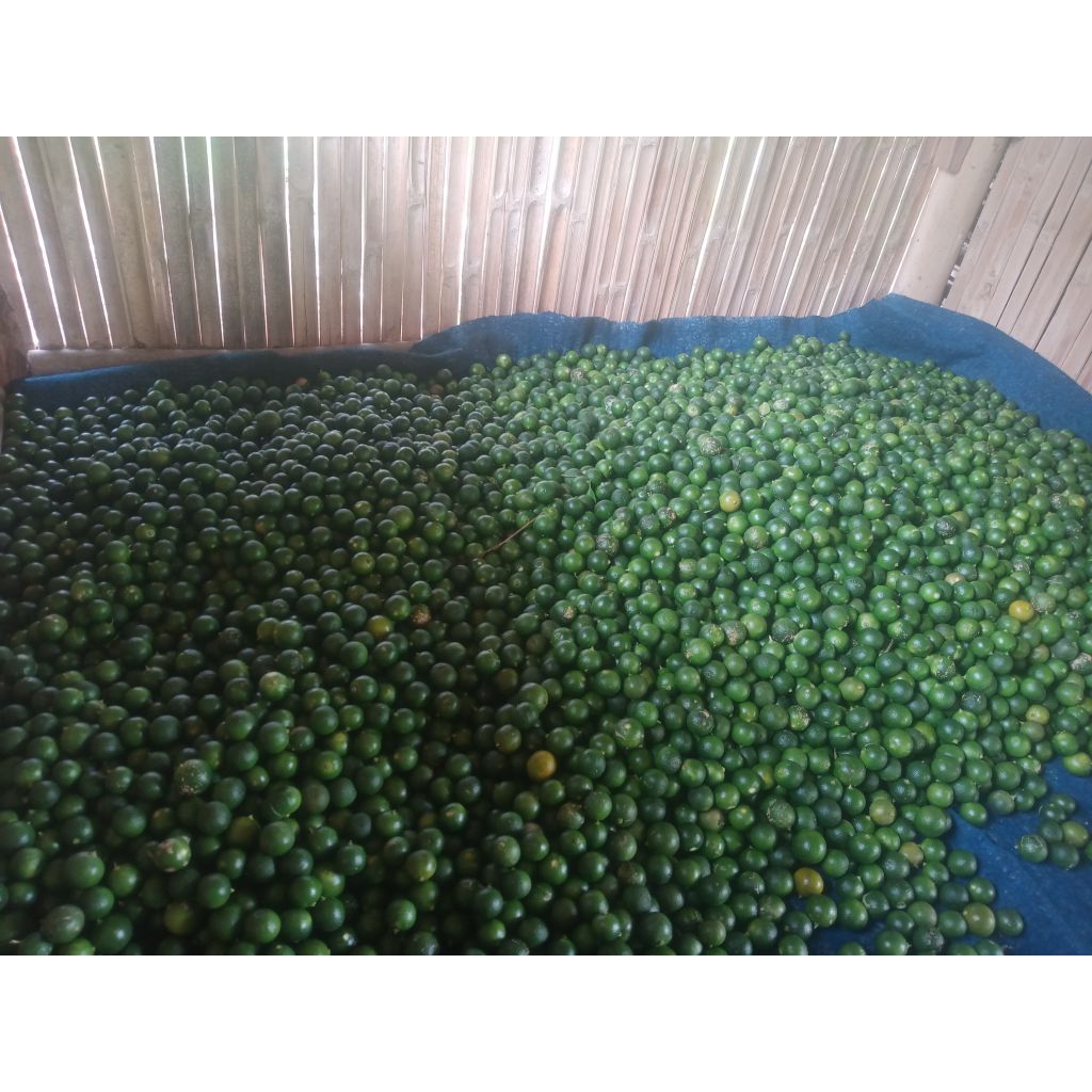 Jual JERUK SONKIT JERUK KASTURI JERUK ASINAN KIAMBOY UKURAN RANDOM ...