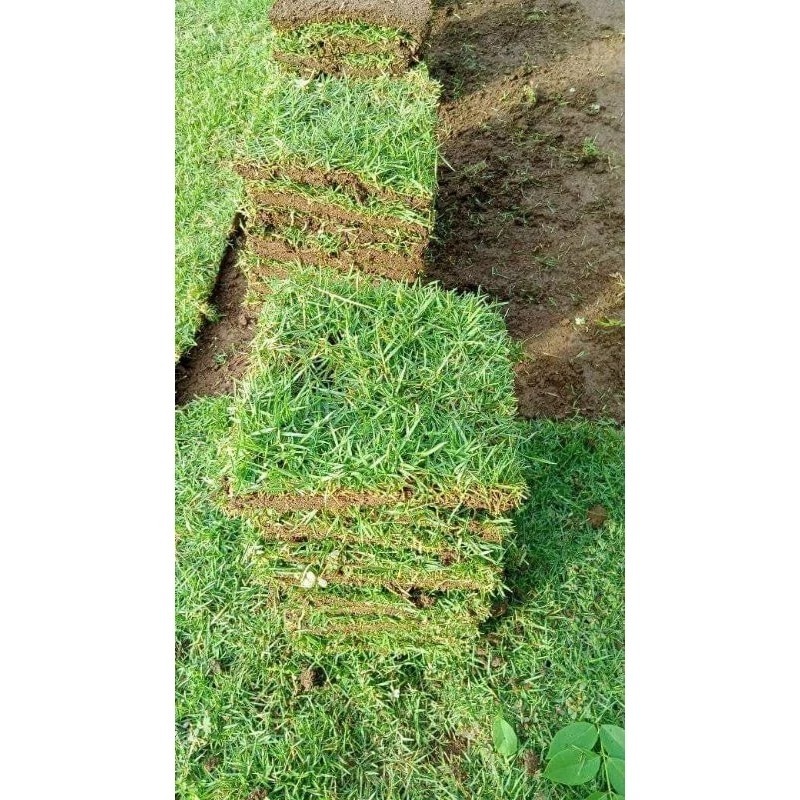 Jual Perkotak 10 Lembar Rumput Jepang Fresh 10×10 cm | Shopee Indonesia