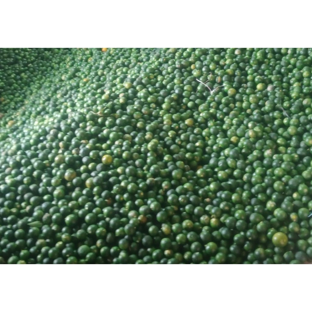 Jual 1KG JERUK SONKIT KIAMBOY SEGAR ASAM KHAS UKURAN RANDOM/KECIL ...