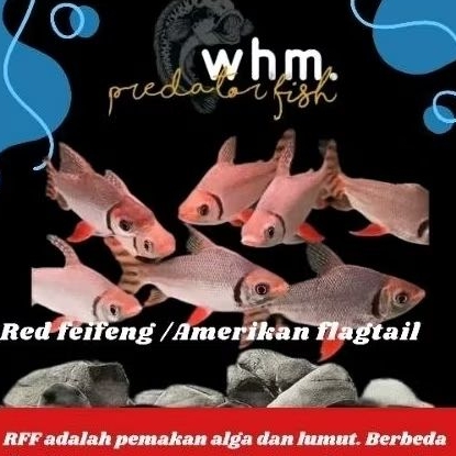 Jual (mainan ikan) Rff Red faifaing / american flngtail all size 10 ...