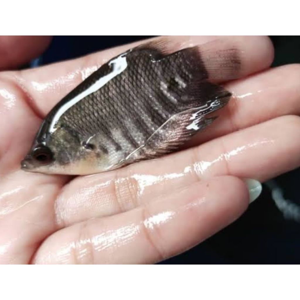 Jual Bibit Ikan Gurame Terlengkap & Harga Terbaru …