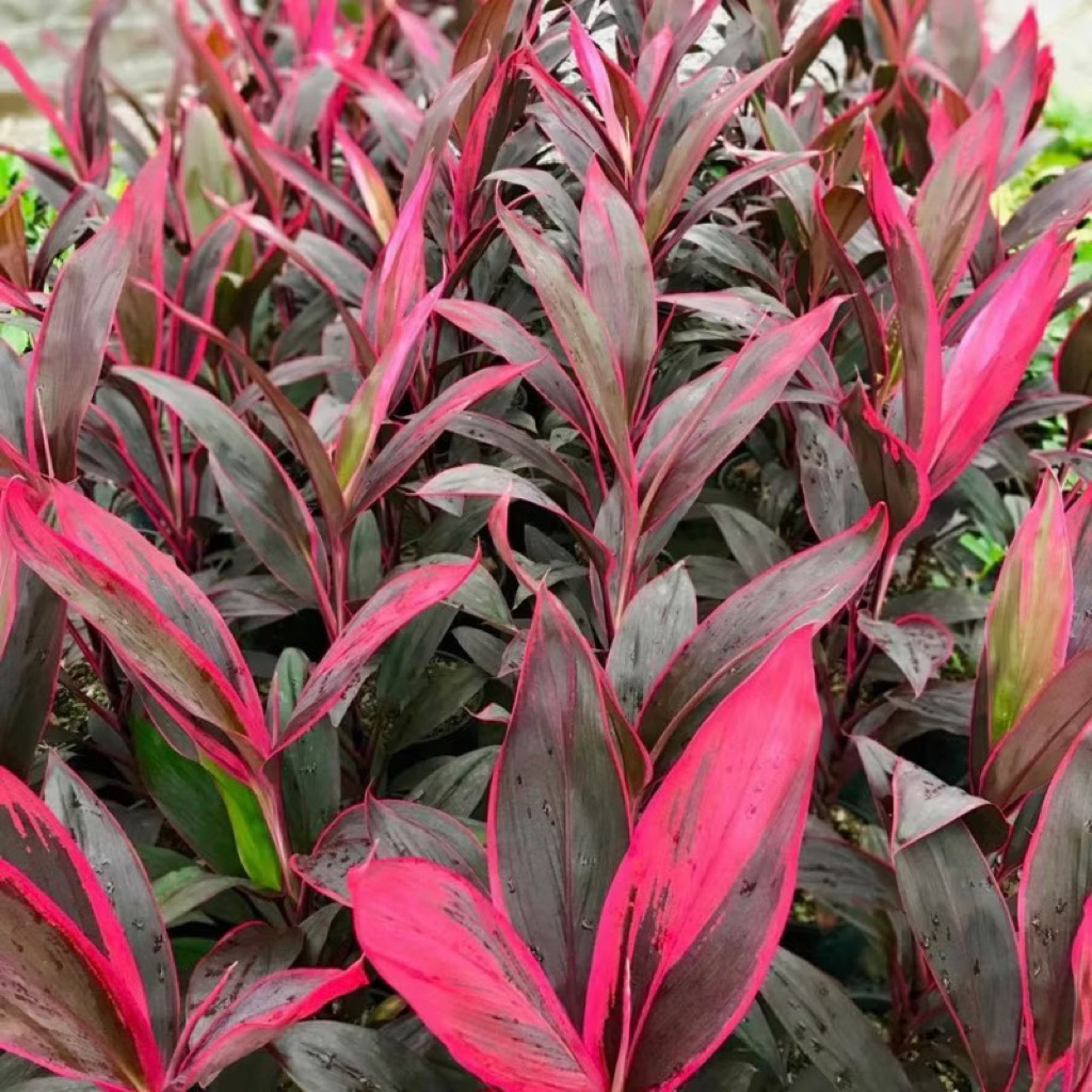 Tanaman Hias andong Merah Bunga Hiasan Taman Anjuang Merah / Pohon Andong Merah Hanjuang Pink PROMO!! (BISA Cod) Tanaman Hias Cordyline Red Sister / Hanjuang / Andong Merah