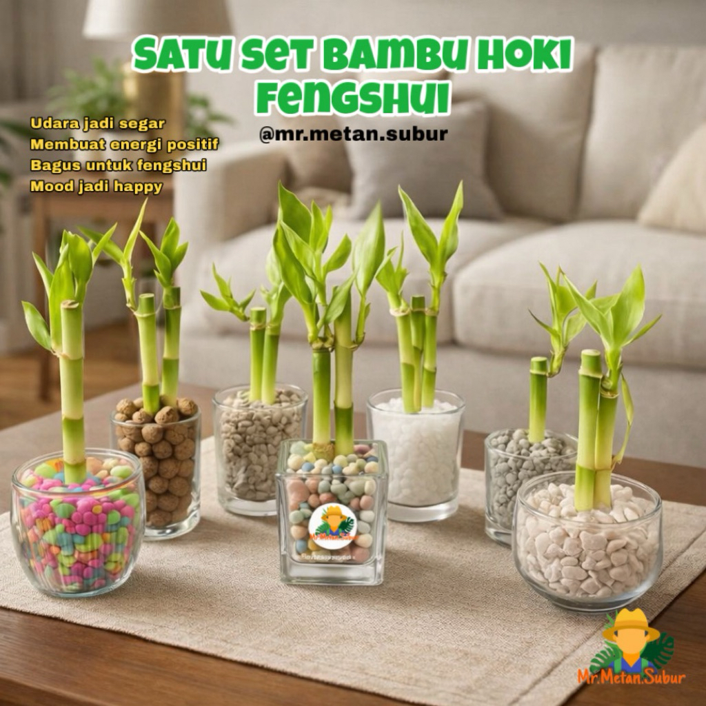Bambu Hoki Fengshui Minimalis untuk Dekorasi Ruangan lebih asri estetik hoki ( bambu tanaman hidup air )