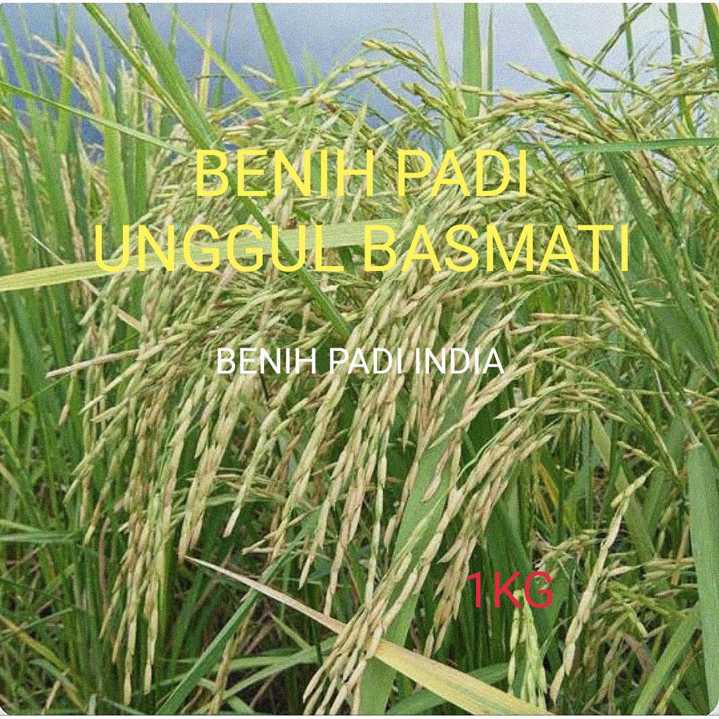 Jual BENIH PADI UNGUL BASMATI KEMASAN (1KG) BENIH PADI INDIA | Shopee ...