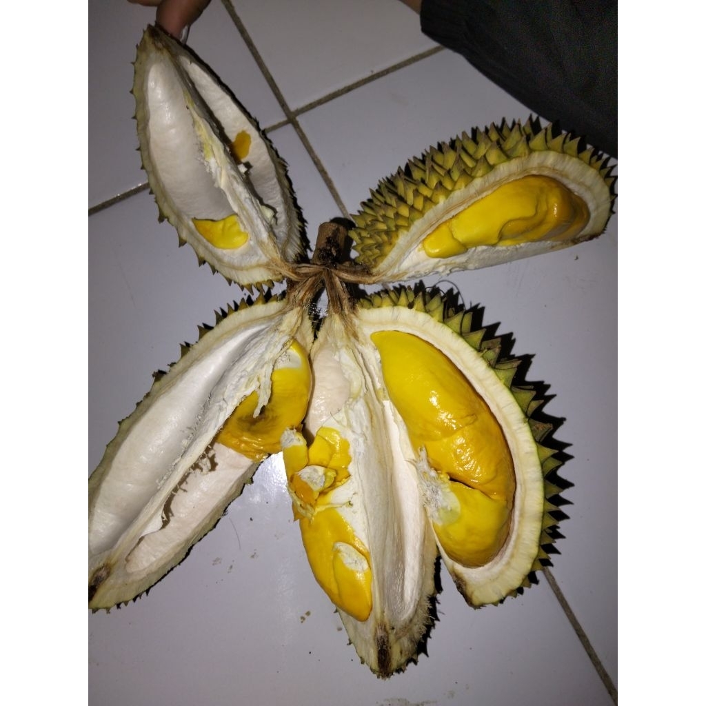 Jual Papakin/Ley | Shopee Indonesia