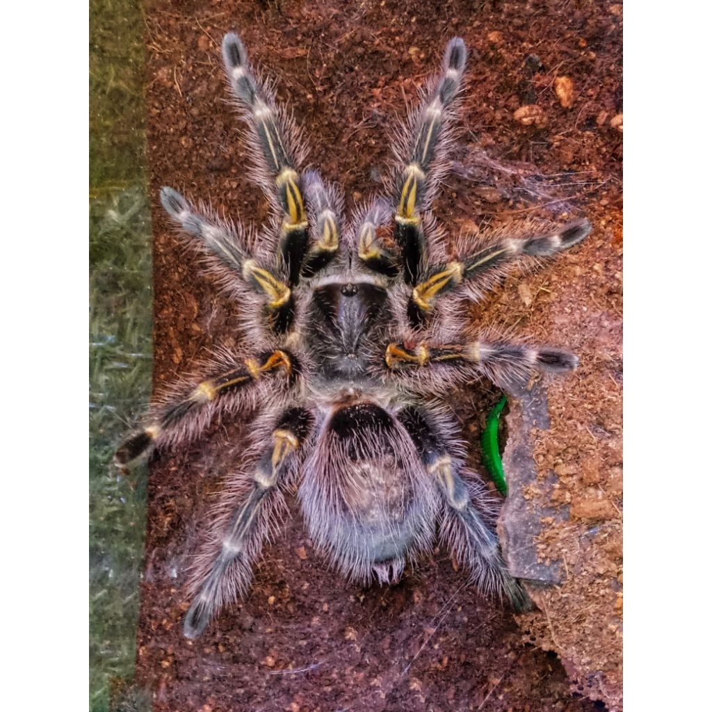 Jual display Tarantula 