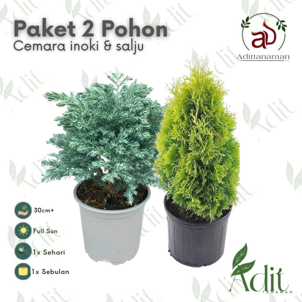 ( RIMBUN ) Tanaman Hias Cemara Golden & Silver / Pohon Cemara Silver & Cemara Rain Golden / Tanaman Hidup Pohon Cemara