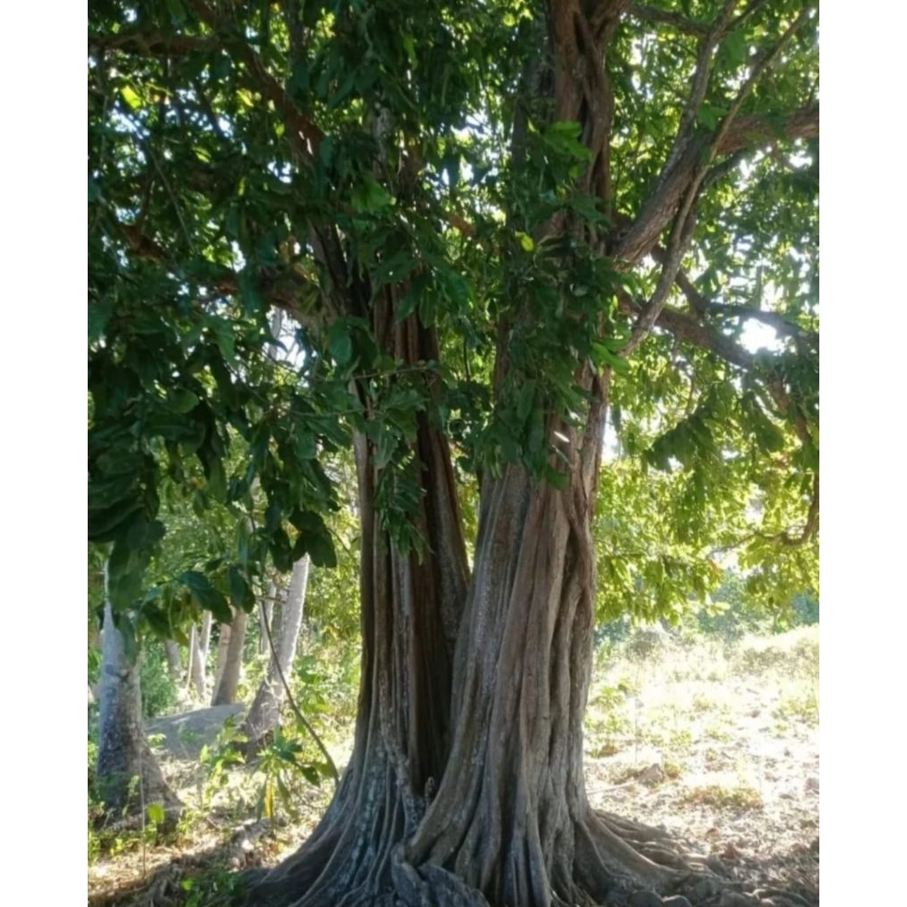 Jual Bibit Pohon gayam (Inocarpus fagiferus) tanaman peneduh, akar kuat ...