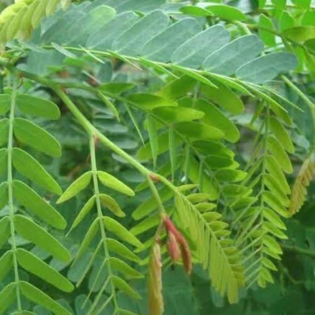 Jual 50 helai daun sinom segar, daun asem jawa segar, daun tanaman asem ...