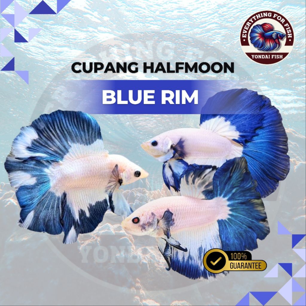 Jual Ikan Cupang Blue Rim Terlengkap & Harga Terbaru Mei 2026 | Shopee ...