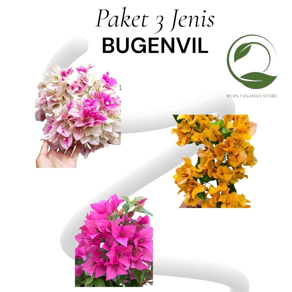Jual Combo Special 3 Jenis Bunga Bugenvil - Bugenvil Langka - Siap ...
