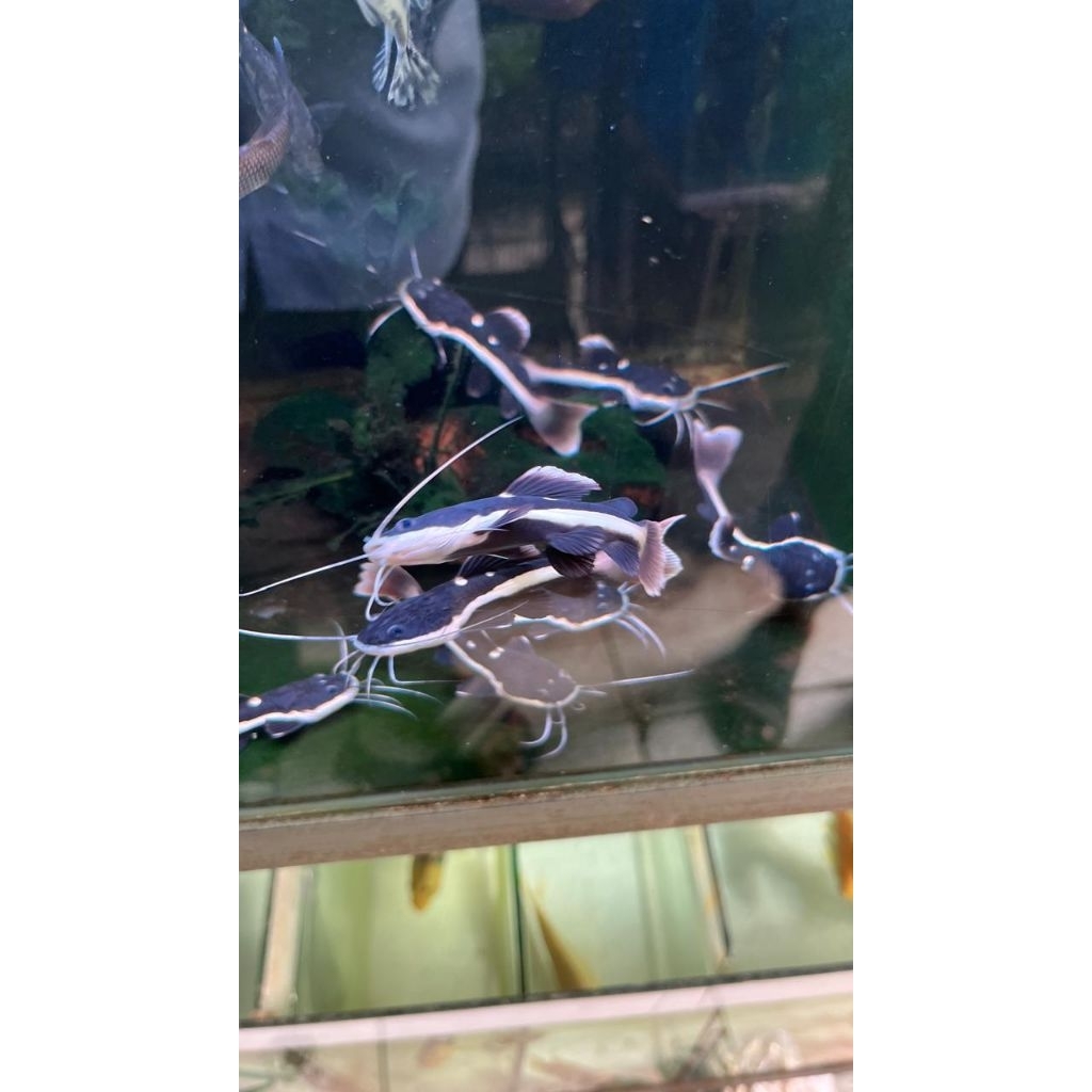 Jual Ikan RTC Terlengkap & Harga Terbaru Juni 2026 | Shopee Indonesia