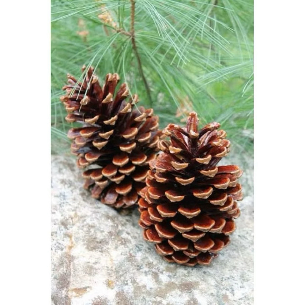 Jual Bunga Pinus Kering / Pine Cone / Biji Pinus | Shopee Indonesia