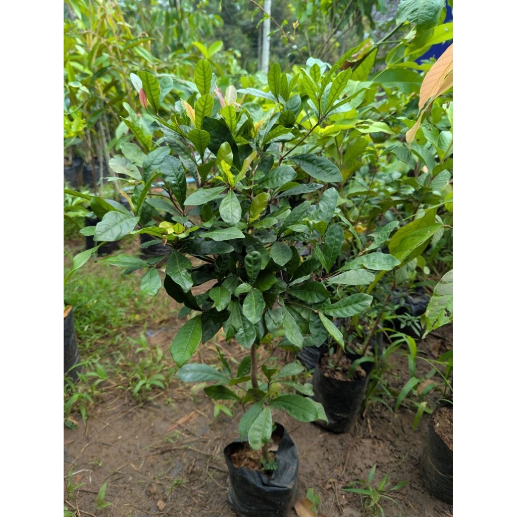 Jual Bibit Buah Ajaib / Miracle Fruit | Shopee Indonesia