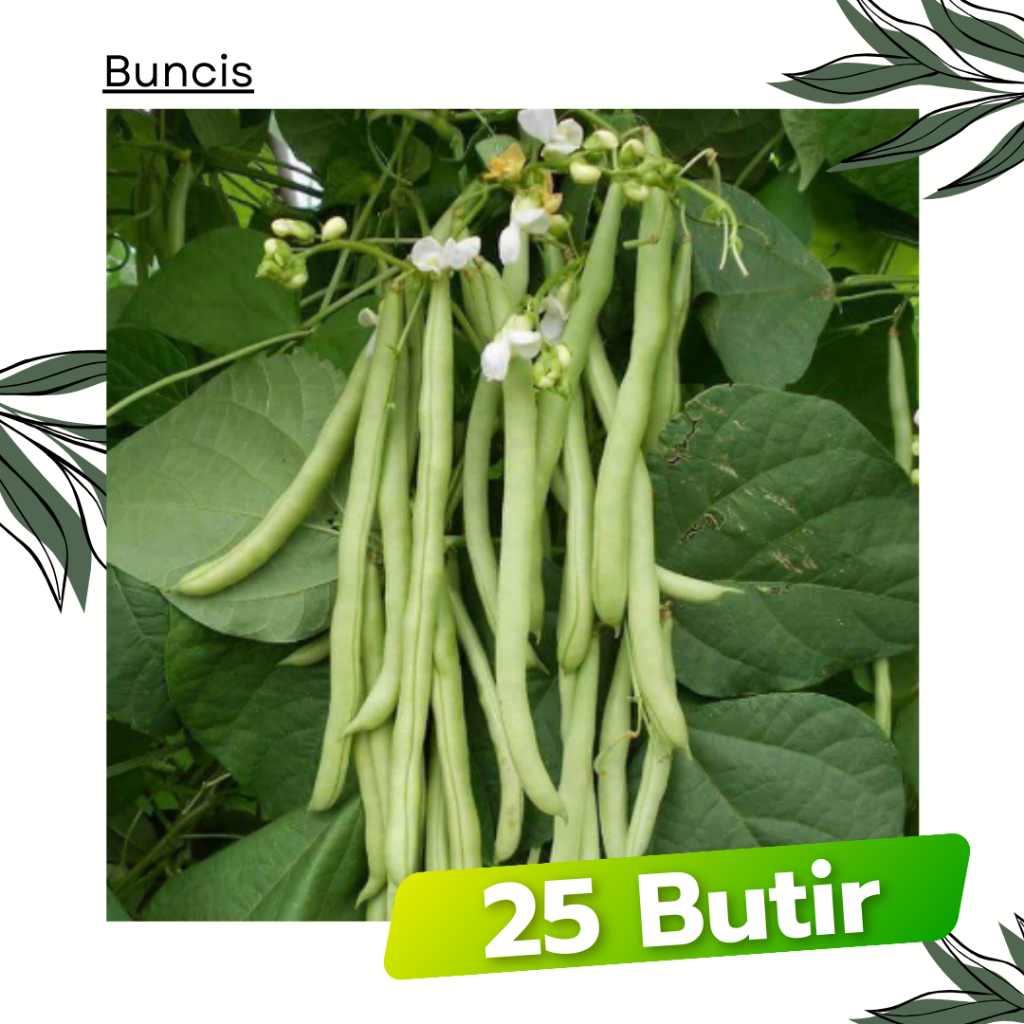 25 Butir - Benih Buncis Putih BAGUZ Garuda Seed Bibit Tanaman Sayuran