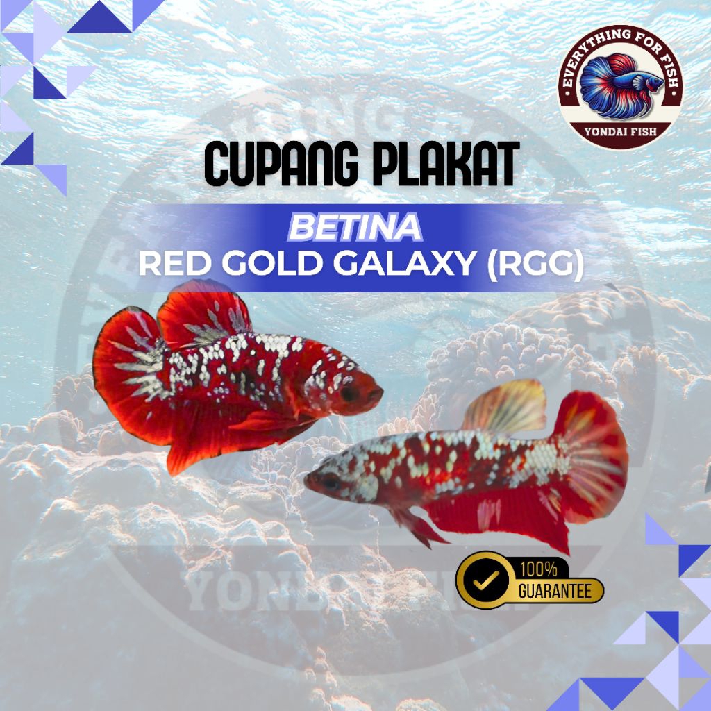 Jual Cupang RGG betina/male/female | TOP GRADE | KUALITAS KONTES ...