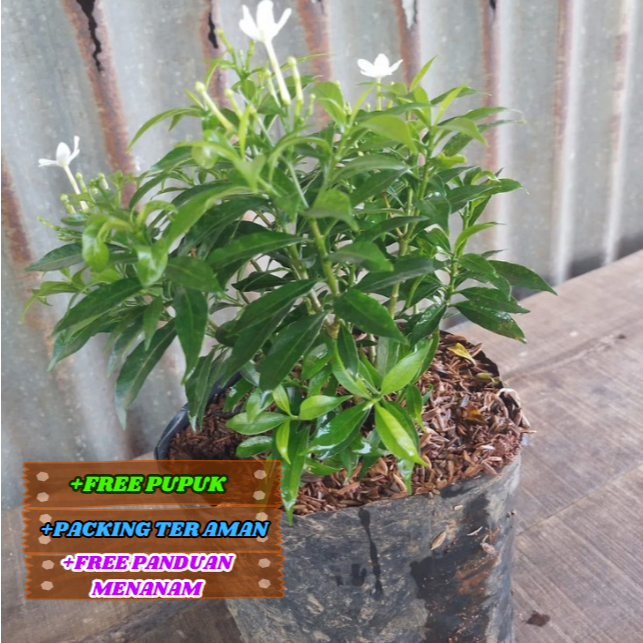 Jual Bibit Bunga Melati Mini Hijau | Rombusa Tanaman Hias Super Cantik ...
