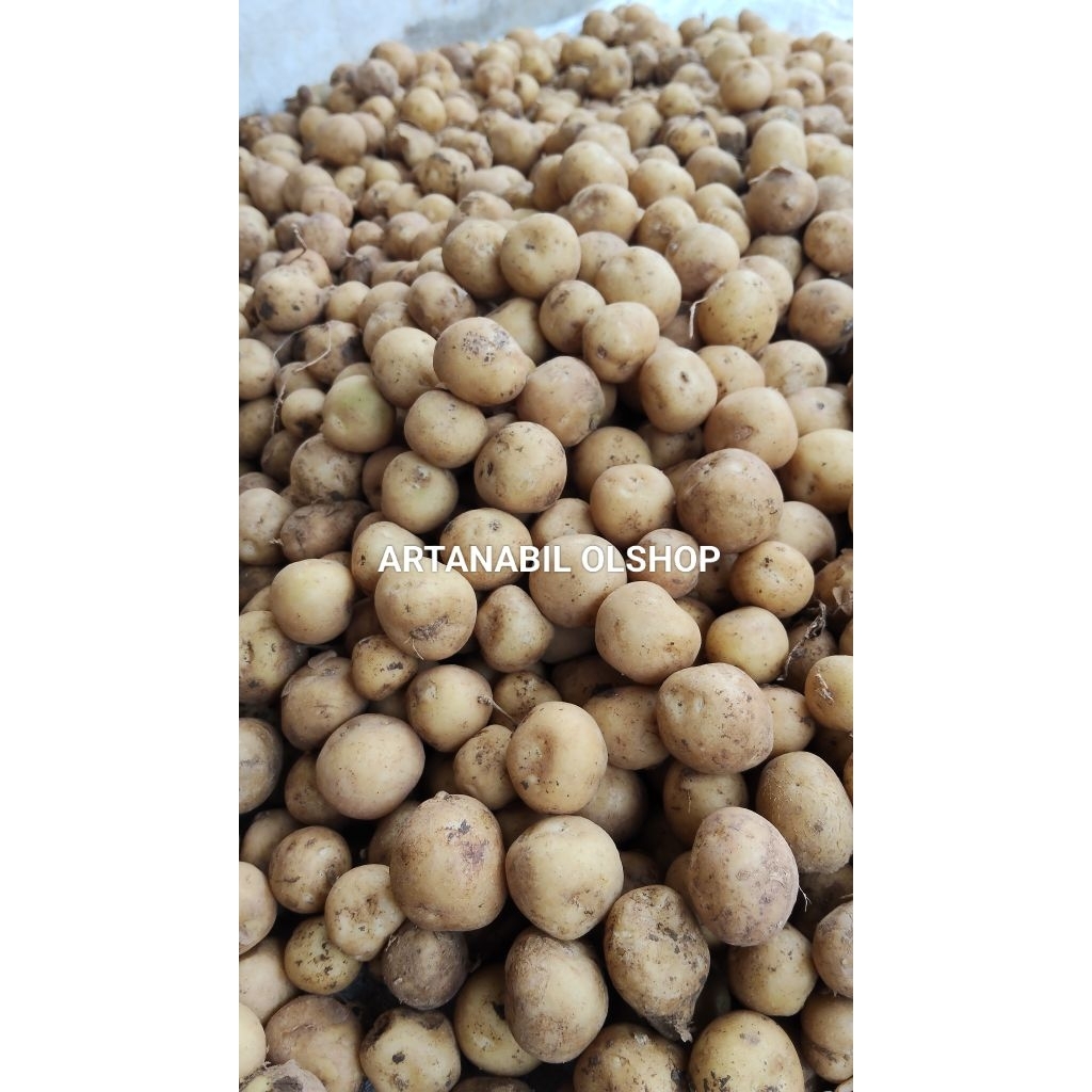 Jual BABY POTATO / KENTANG RENDANG / KENTANG KECIL 1 KG, baca deskripsi ...