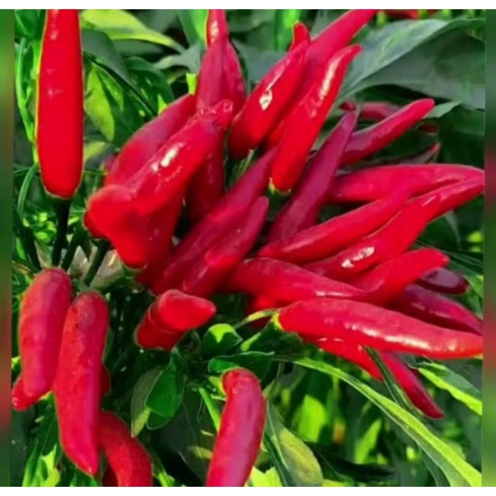 Cabe rawit merah Mahkota Tumpuk Gerombol, buah lebat bergerombol di tiap tangkai
