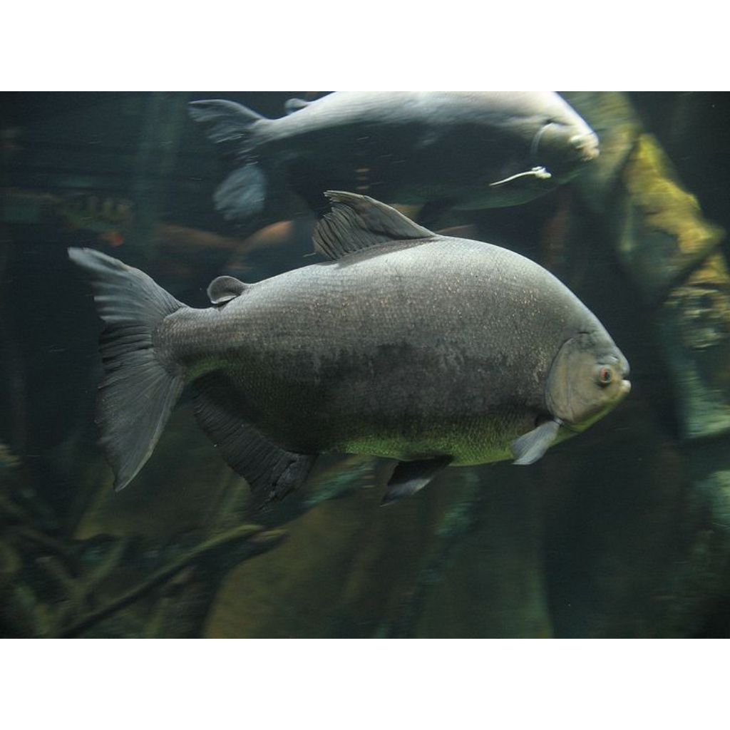 Jual Giant Pacu - Ikan Hias Aquarium | Shopee Indonesia