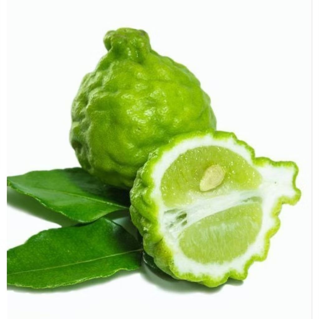 Jual Perbiji Jeruk Purut Jeruk Limau Segar - Pasar Makassar | Shopee ...
