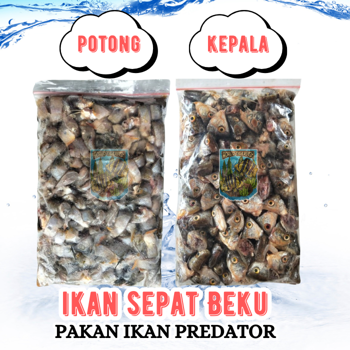 Jual Ikan Sepat Beku Lempeng Pakan Ikan Predator Besar Ikan Potong ...
