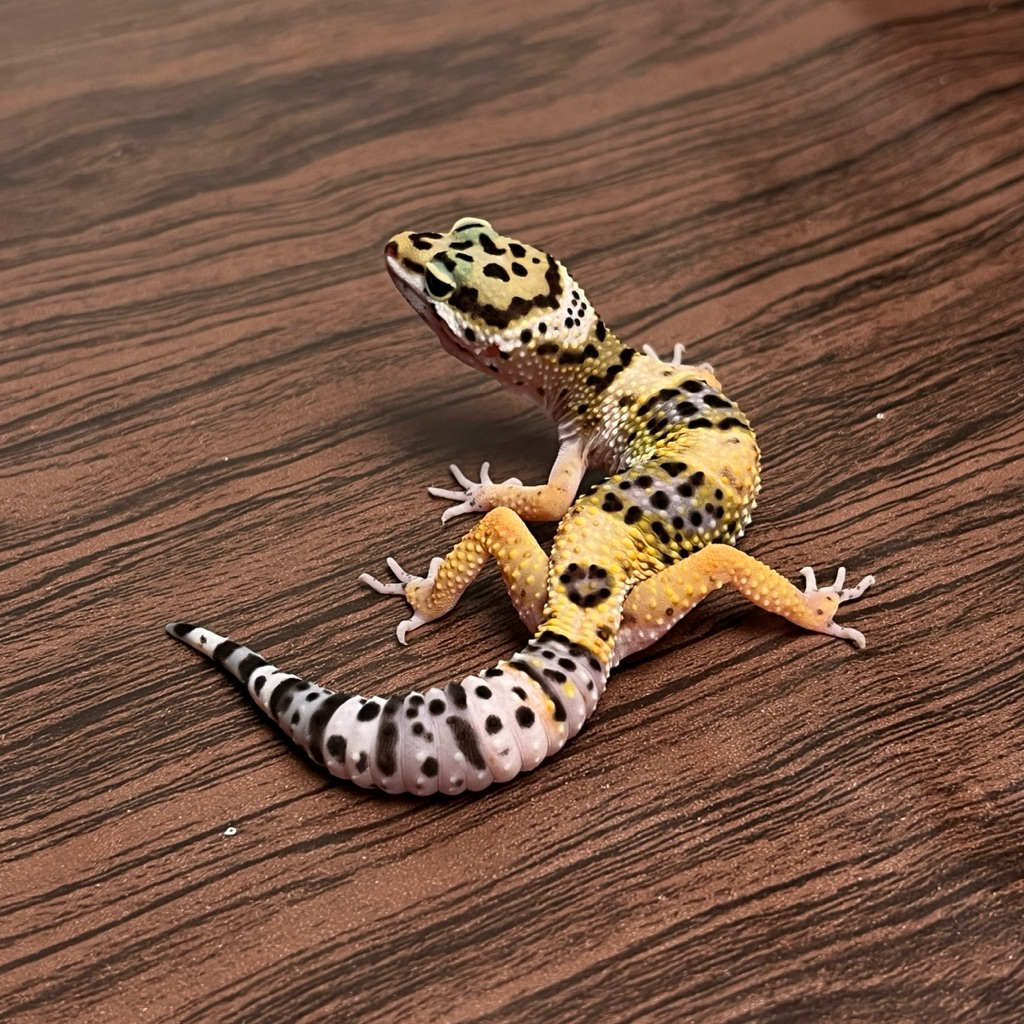 Jual Action Figure Gecko Emerine BN Line ph t | Shopee Indonesia