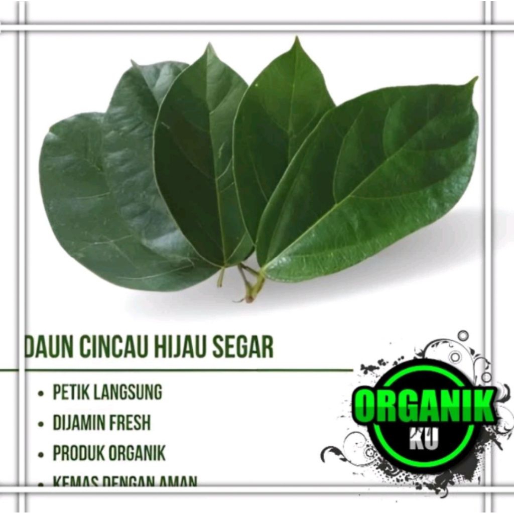 Jual Daun Cincau Segar 1 kg - Cincau Hijau Perdu Fresh | Shopee Indonesia