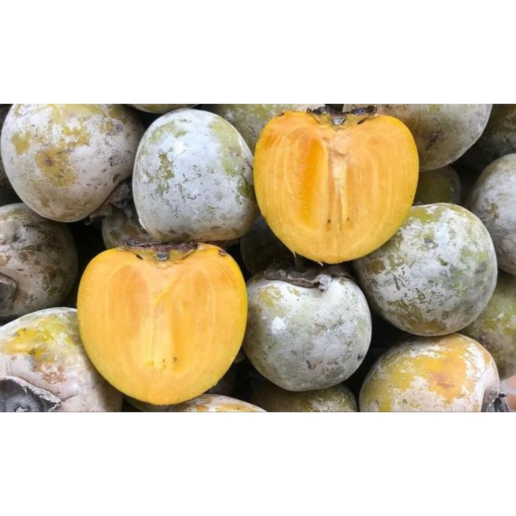 Jual indukan kesemek/persimon berbuah | Shopee Indonesia