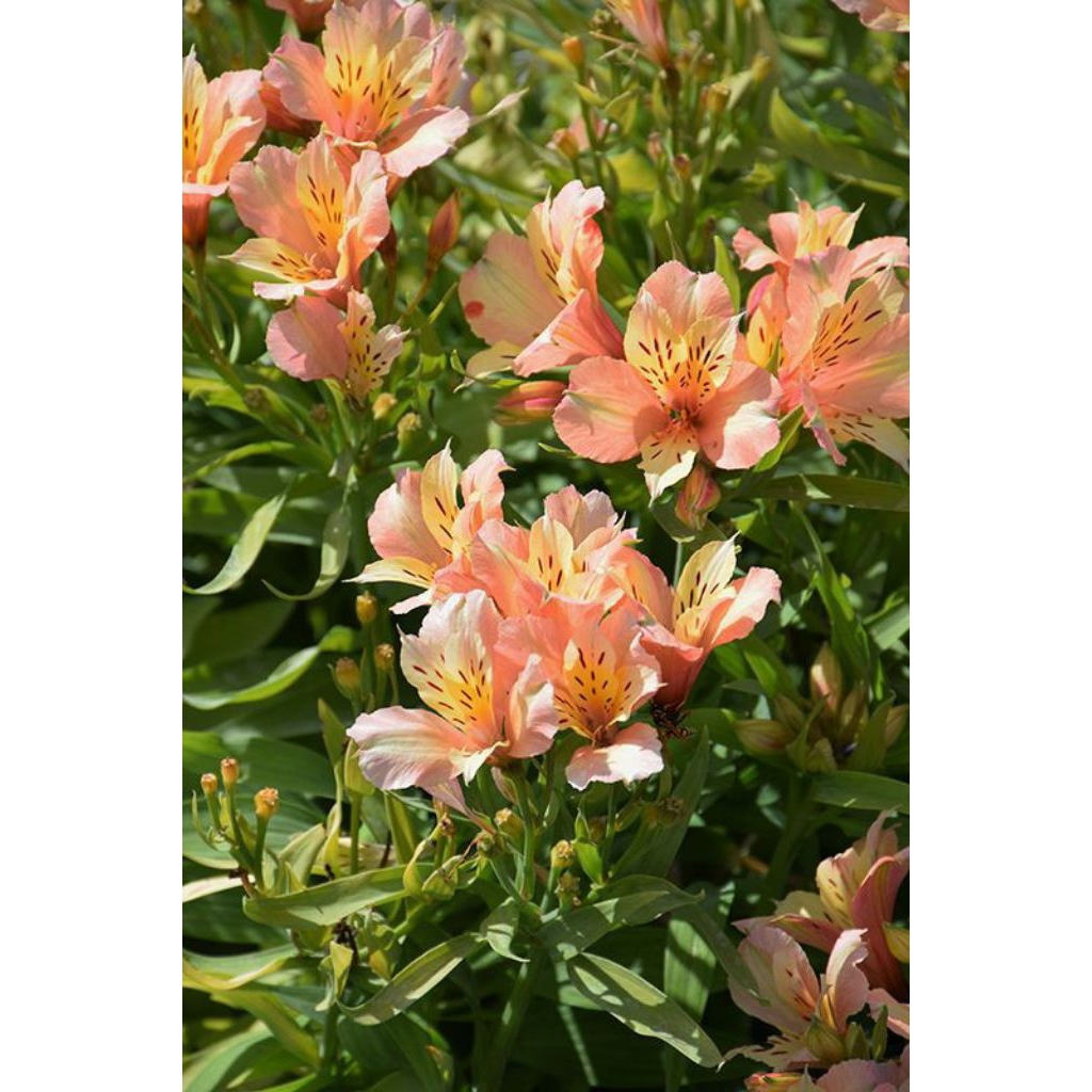 Jual Tanaman Alstroemeria , 'Inca Ice'.bunga kuning | Shopee Indonesia