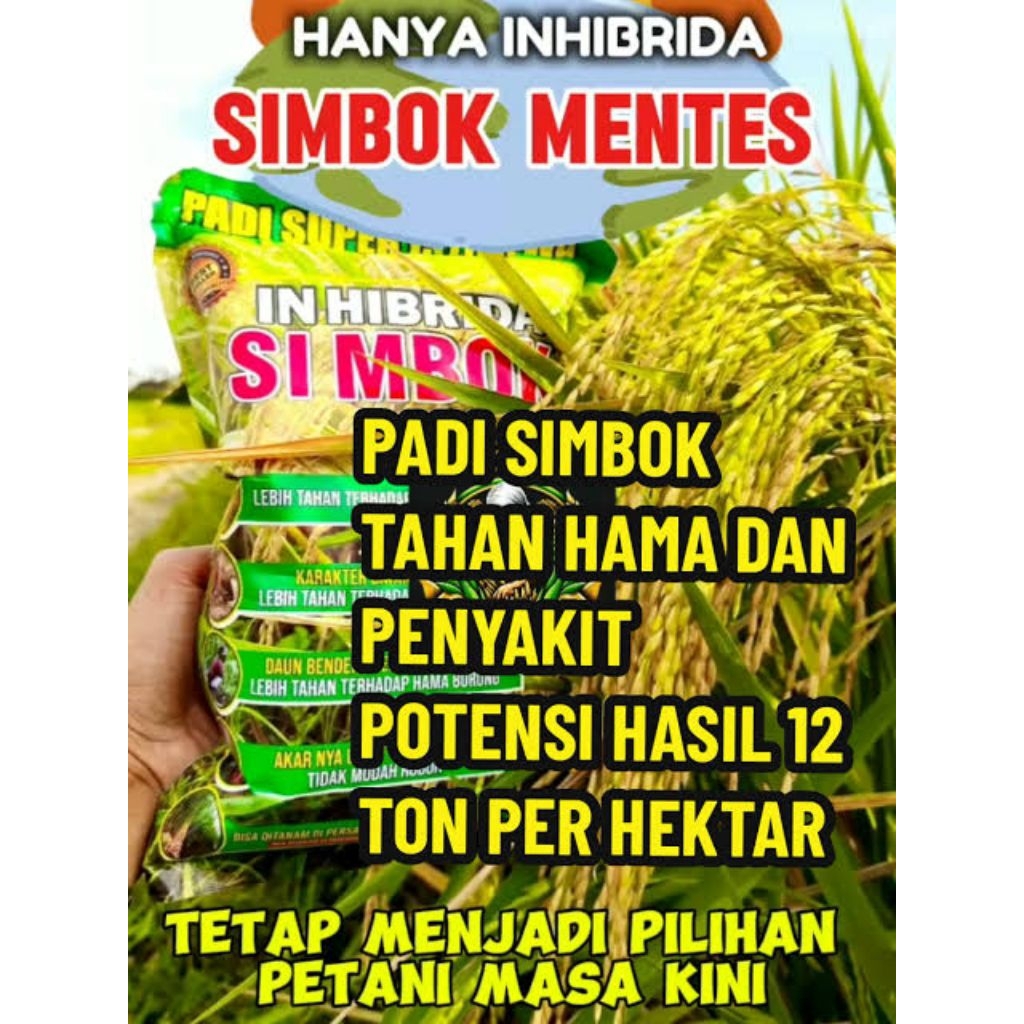 Jual benih padi hibrida simbok mentes kualitas unggul 5KG | Shopee ...