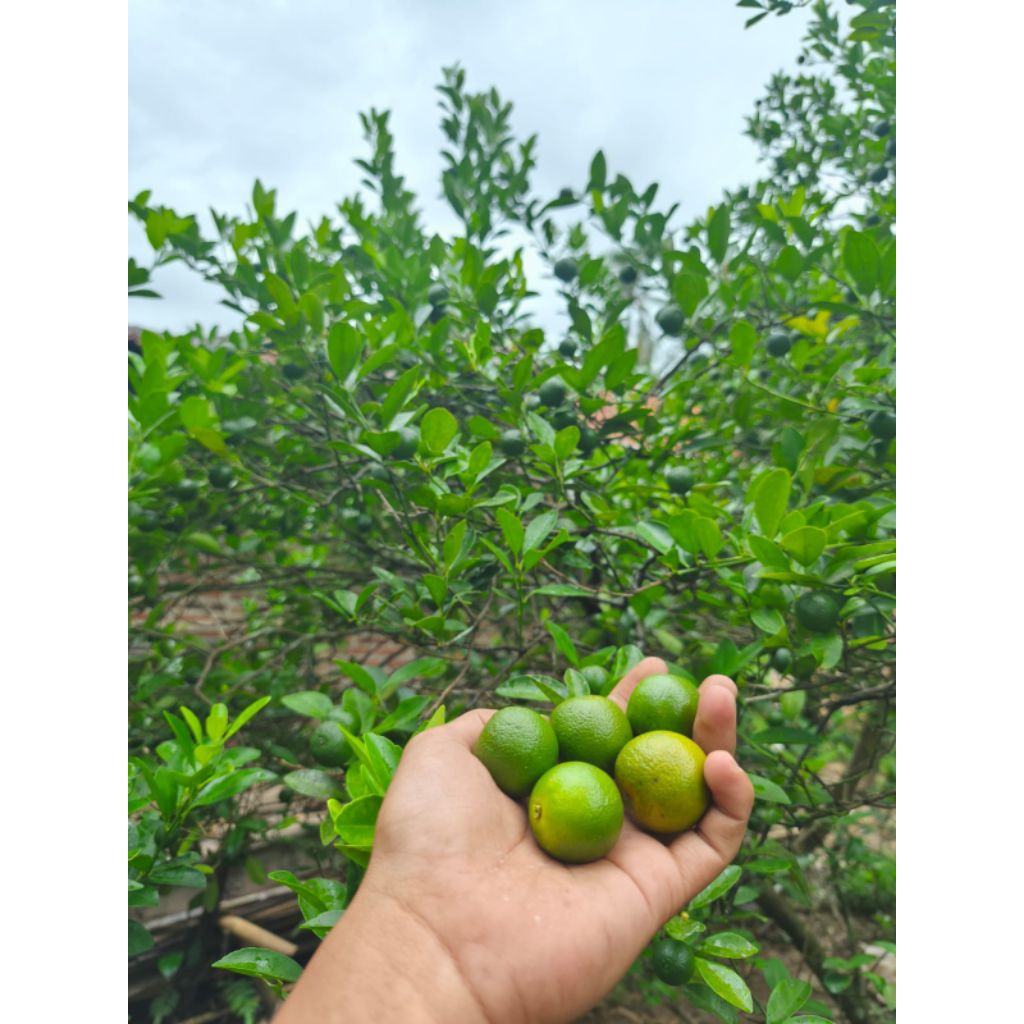 Jual 2KG Jeruk sonkit kasturi lemon cui uk random | Grade A | Shopee ...