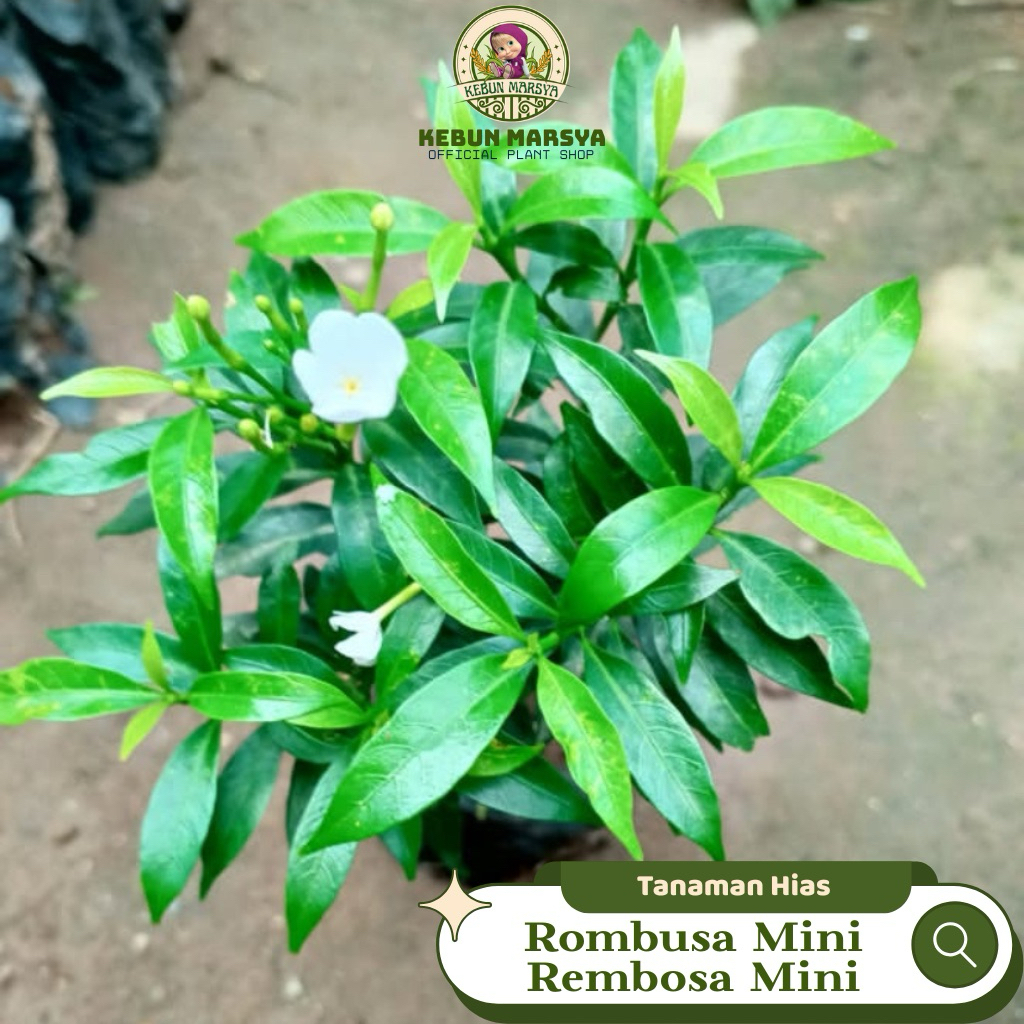 Jual Rembosa Mini Tanaman Hias Rombusa Mini Bunga Melati Putih Kecil ...