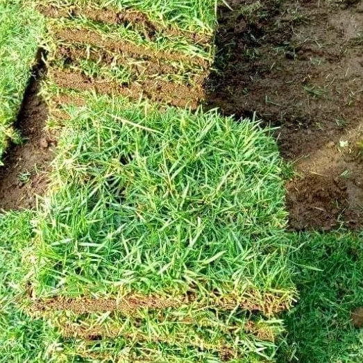 Jual 5 Lembar Rumput Jepang Hidup Ukuran 15 x 15 cm Siap Tanam | Shopee ...