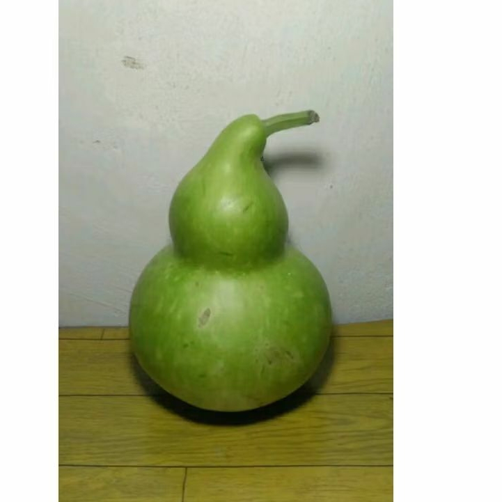 Jual Labu botol/labu air/kukuk/buah labu air/buah labu segar/labu obat ...