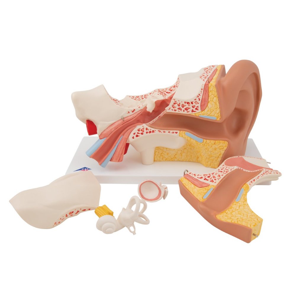 Jual Manekin Phantom Human Ear Model, 3 times Life-Size, 6 part 1000251 ...