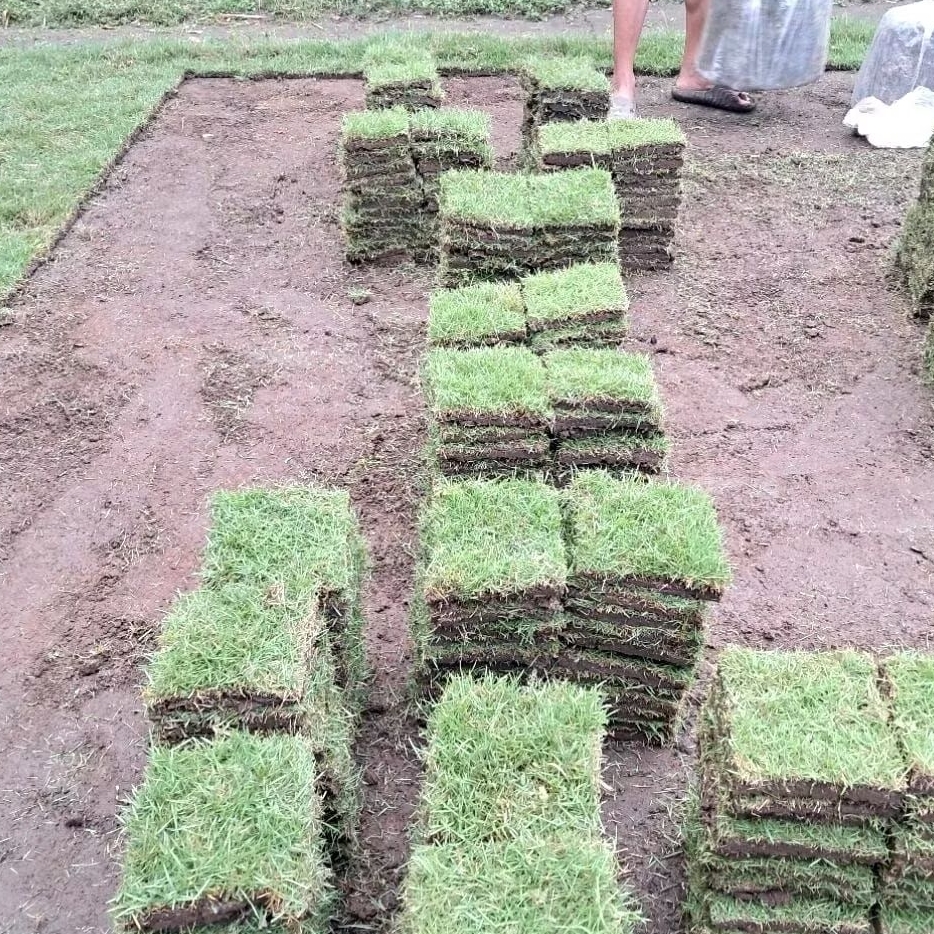 Jual 30 Lembar Rumput Jepang Hidup Fresh Ukuran 15 x 15 cm Siap Tanam ...