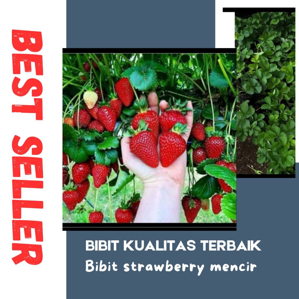 Jual BIBIT STRAWBERRY MENCIR BEST SELLER | Shopee Indonesia
