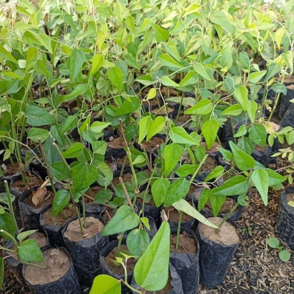 Jual bibit cincau rambat terlaris siap tanam | Shopee Indonesia