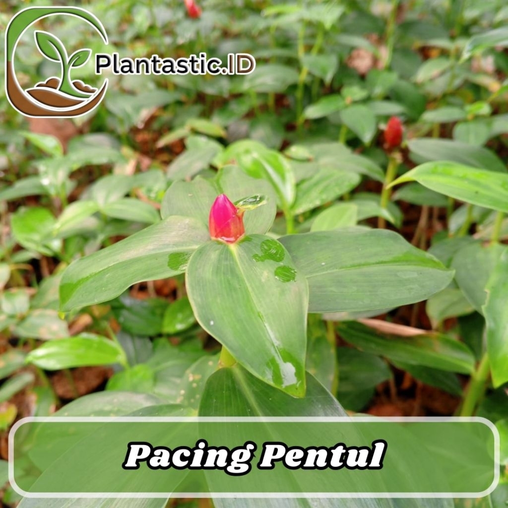 Jual Pacing Pentul Tanaman Hias Segar Siap Tanam Daun Tegak Rapi Cocok ...
