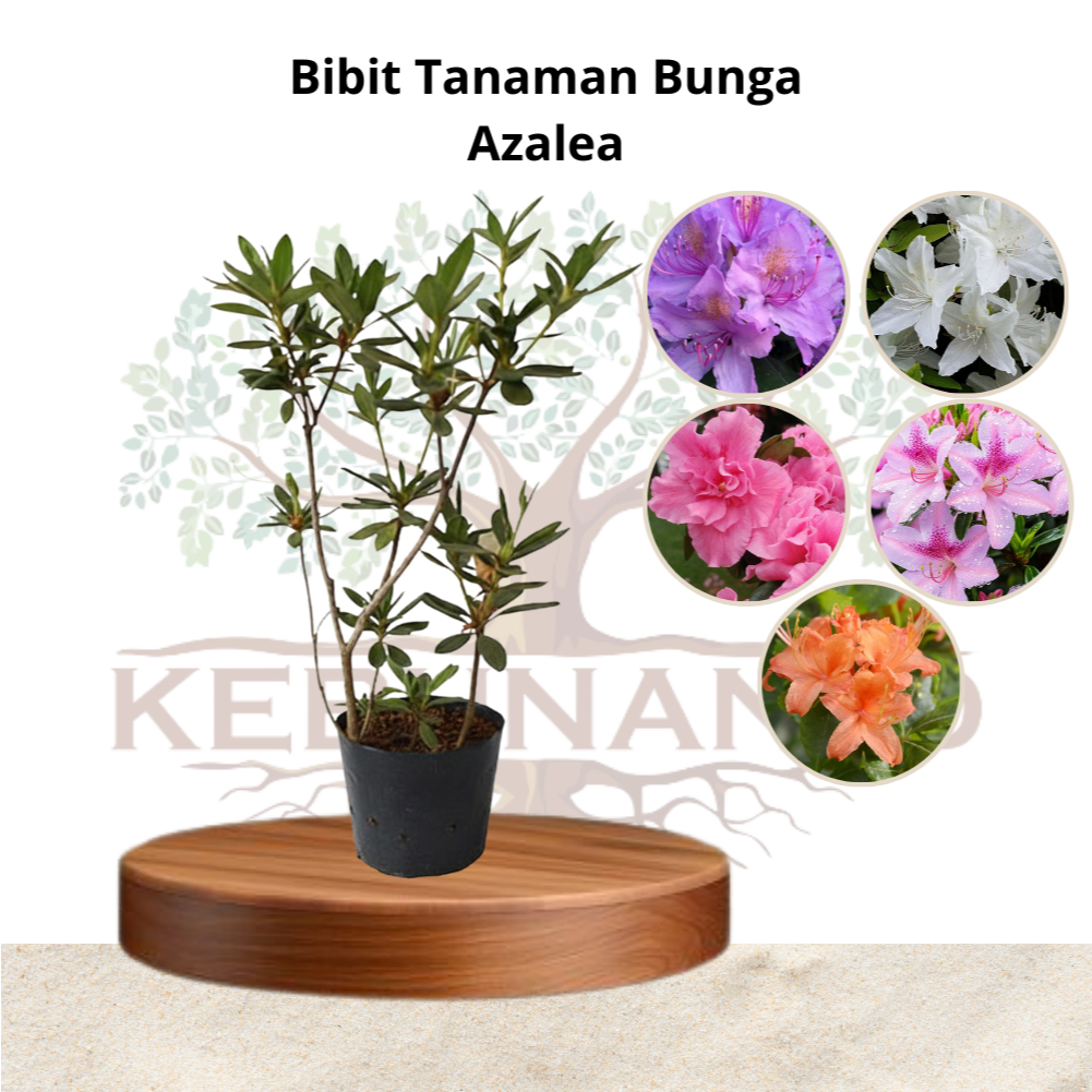 Jual Tanaman Bunga Azalea Bisa Pilih Warna | Shopee Indonesia