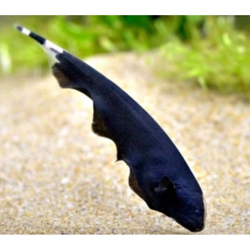 Jual black ghost dekorasi aquarium aquaseceps air tawar vitamin super ...