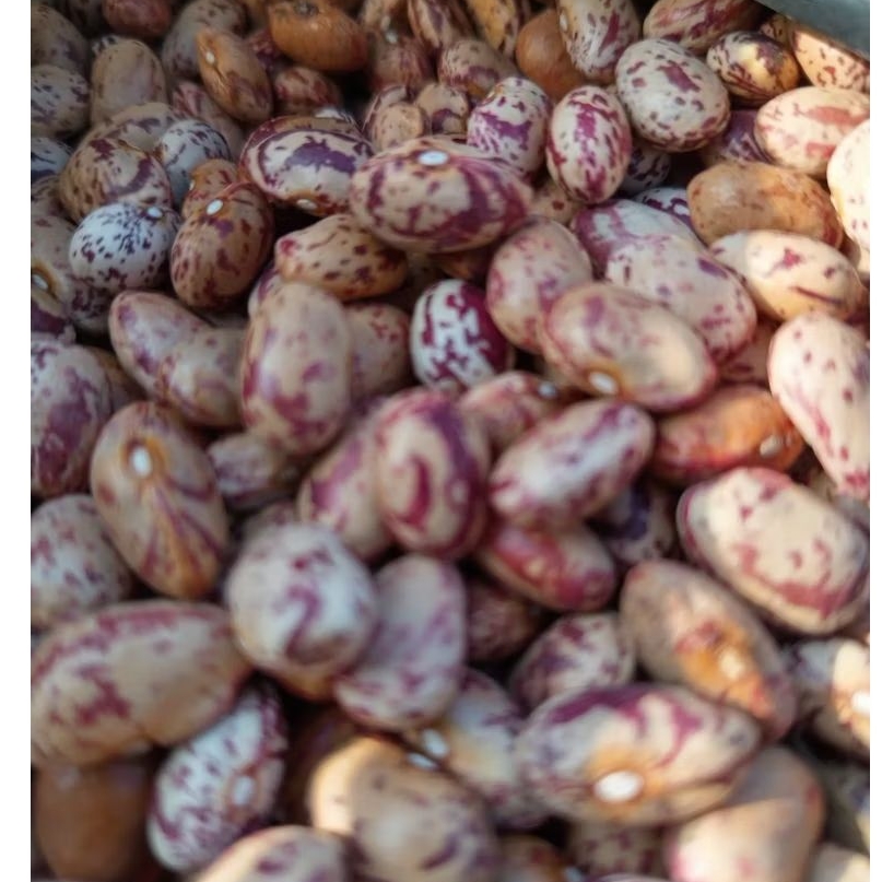 Jual Bibit kacang endul super merah rambat /asli Garut per 1 kg super ...