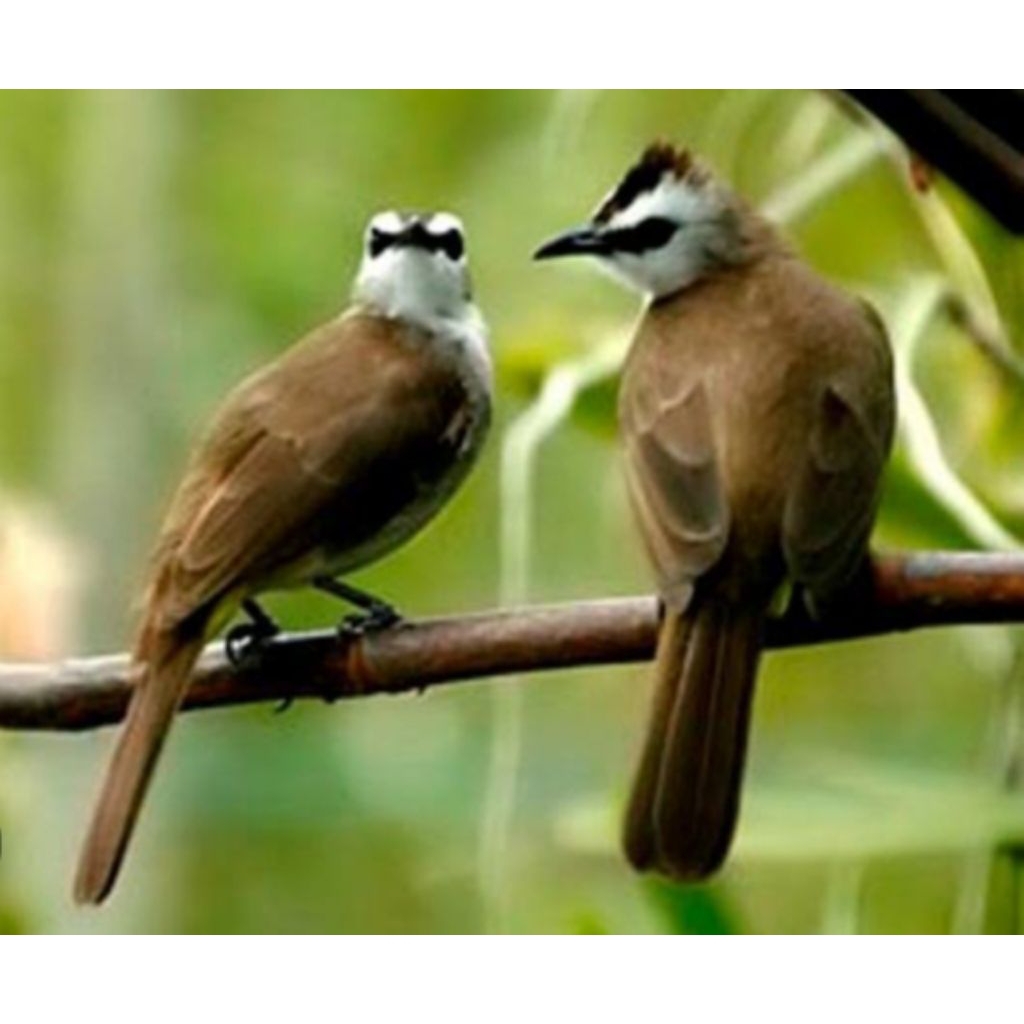 Jual burung trucuk an sejodoh jantan betina COD | Shopee Indonesia