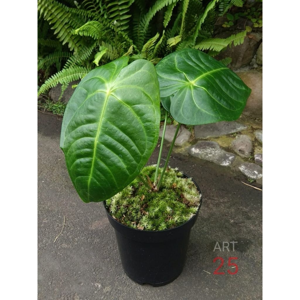 anthurium lancea Anthurium lancea  Ecuagenera USA Corp