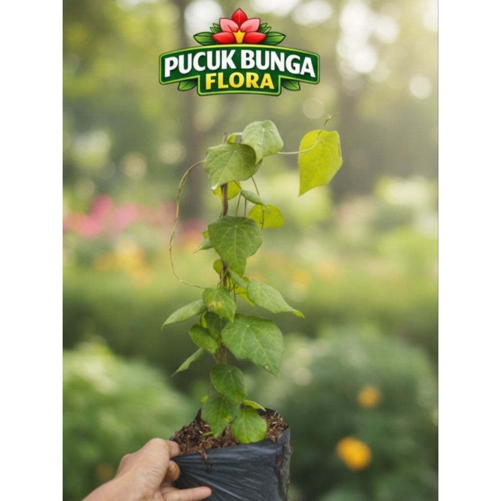 Jual Tanaman cincau bulu rambat asli ukuran besar cincau bulu besar ...