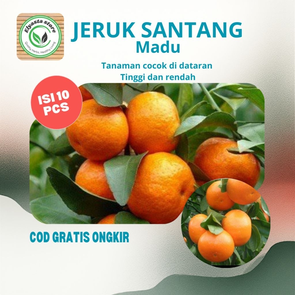 10 Bibit Benih Biji Buah Jeruk Santang Madu Super